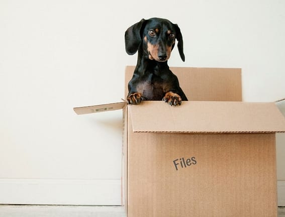 small dog in a file box
