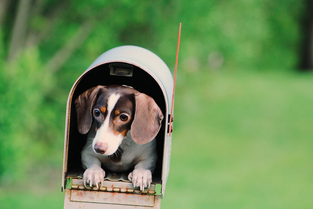 Small brown and white dog in an open mailbox.