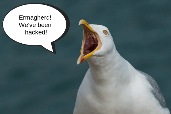 Seagull yelling we've been hacked