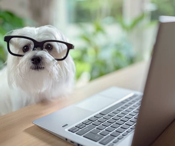 puppy with glasses using a laptop