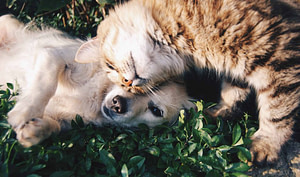 cat and dog cuddling in grass